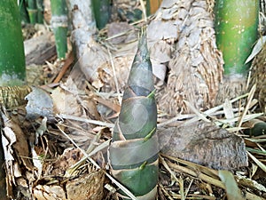 The bamboo shoot or Bamboo sprout which grows in the forest