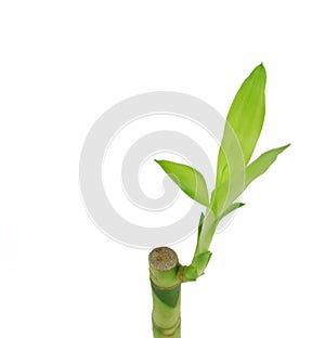 Bamboo Shoot on White