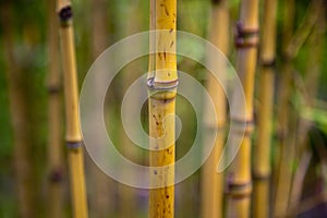 Bamboo shoots