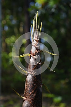 Bamboo shoots