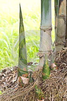 Bamboo shoots