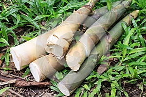 Bamboo shoots