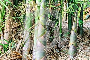 Bamboo shoots