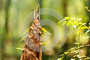 Bamboo shoots of bamboo forest