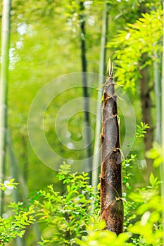 Bamboo shoots of bamboo forest