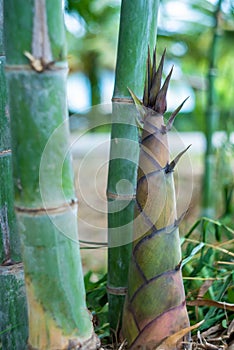 Bamboo shoots or bamboo sprouts