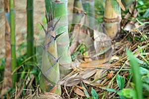 Bamboo shoots or bamboo sprouts