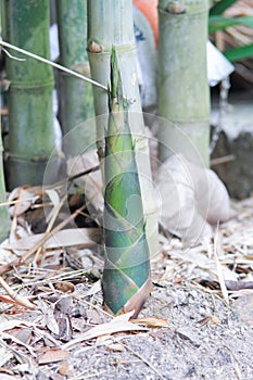 Bamboo shoots or bamboo sprouts