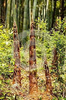 Bamboo shoots grow in bamboo forests