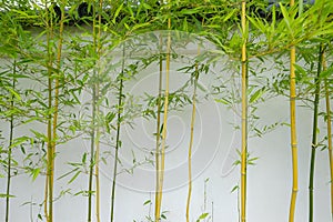 Bamboo shoots growing against the outside wall of a Japanese Tea