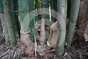 Bamboo shoots are growing among the bamboo trees.