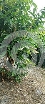 Bamboo shoots plant for decorative elements in the garden