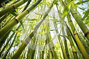 bamboo shoots swaying and clacking together in wind