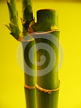 Bamboo shoots on yellow