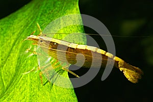 Bamboo shrimp photo