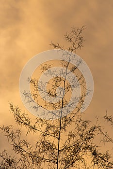 Bamboo silhouette against the sky