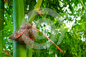 Bamboo species for consumption, bamboo grafting,Bamboo graft met