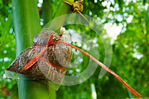 Bamboo species for consumption, bamboo grafting,Bamboo graft met