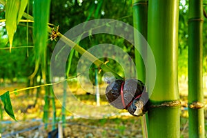 Bamboo species for consumption, bamboo grafting,Bamboo graft met