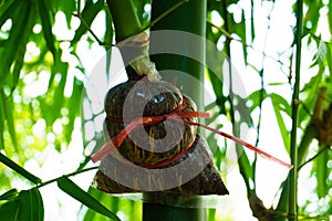 Bamboo species for consumption, bamboo grafting,Bamboo graft met