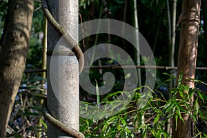 Bamboo with Spiraling Vine