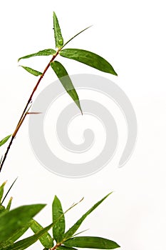 Bamboo sprig and raindrops