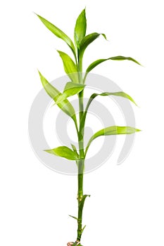 Bamboo sprout