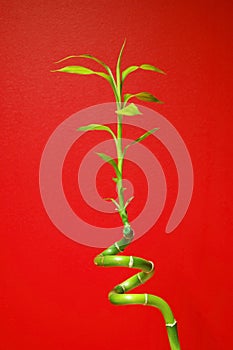 Bamboo Sprout