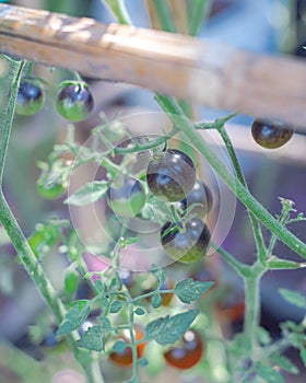 Bamboo stakes holds heavy cluster of Midnight Snack Tomato, indigo-type cherry tomatoes purplish-brown, red centers color show