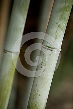 Bamboo Stalk 1