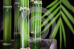 Bamboo Stalk Background