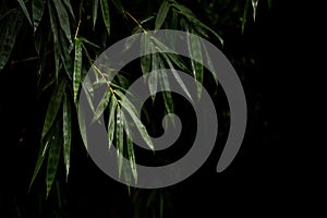 Bamboo stalk, Bamboo background in dark tone, Bamboo forest