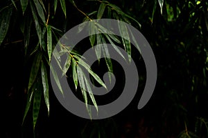 Bamboo stalk, Bamboo background in dark tone, Bamboo forest