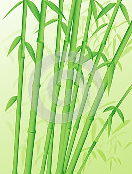 Bamboo Stalks