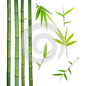 Bamboo stalks and leaves on white