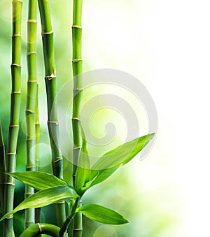 Bamboo stalks and light beam
