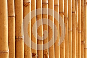 Bamboo stalks pattern