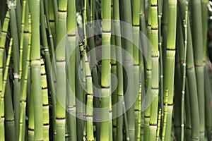 Bamboo