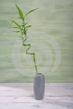 Bamboo Stem 