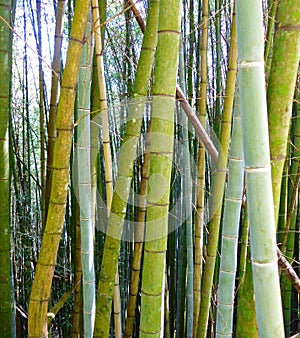 Bamboo stem closeup