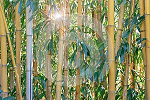 Bamboo stems and leaves in the sunny forest