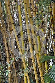 Bamboo stems in Queensland Australia