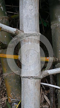 Bamboo stems are tall, slender, and cylindrical, with distinct joints