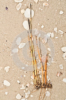 Bamboo stems washed ashore on a tropical, sandy, beach