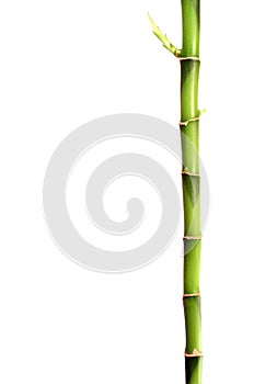 Bambus držať 
