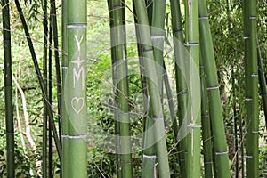 Bamboo stick from french park in Montauban photo
