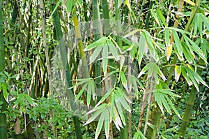 Bamboo Sticks Forest