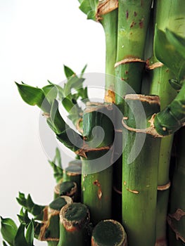 Bamboo sticks tight together close up