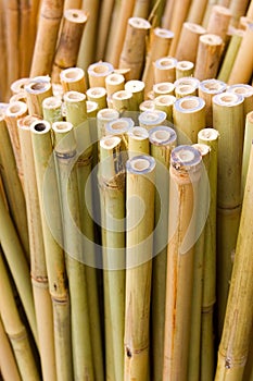 Bamboo Sticks Vertical