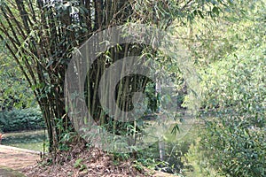 Bamboo Taman Wisata Ragunan